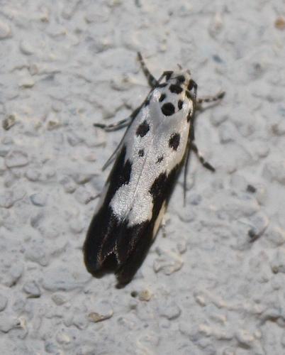 Ethmia quadrillella